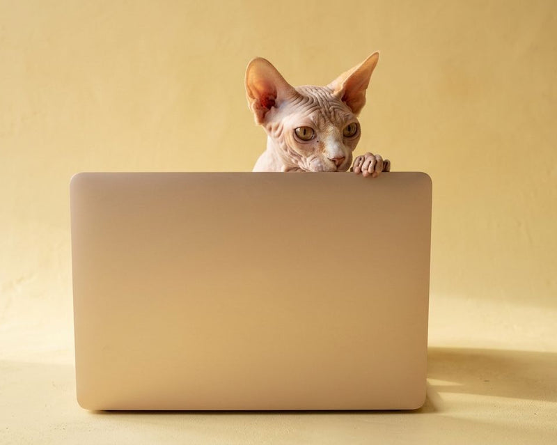 Integrative Veterinary Consultation