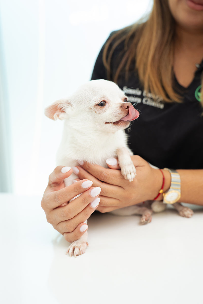Diagnosis for Deworming in Cats and Dogs
