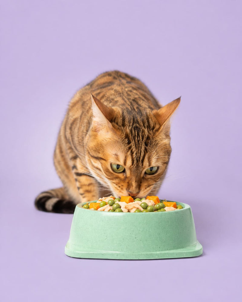 Natural food plan for cats